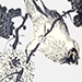 Kagematsu Utagawa Gallery